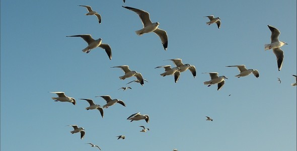 Seagulls 9