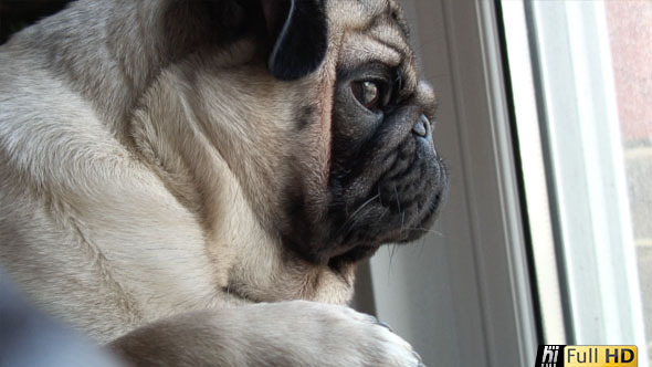 Pug Dog 