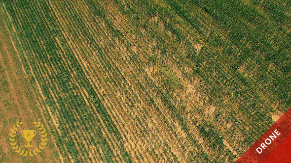Wheat Field from Above