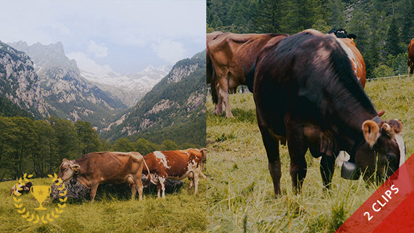 Cows in a Valley