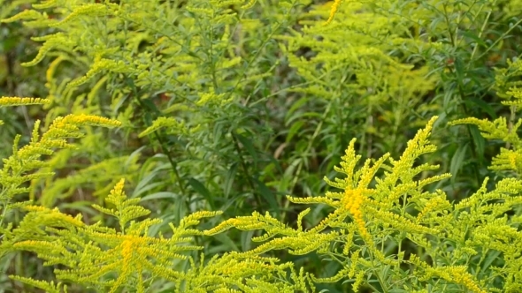 Beautiful Yellow And Green Goldenrod Flowers