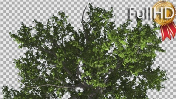 Broadleaf Crown Tree Green Branches Leaves alt