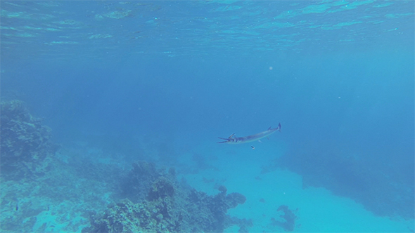 Garfish (Sea Pike) With Fish Cleaners