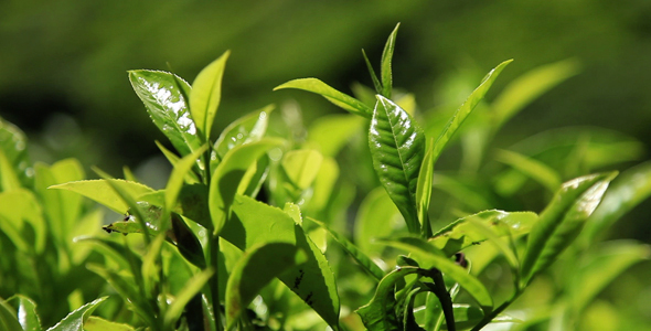 Green Leaves