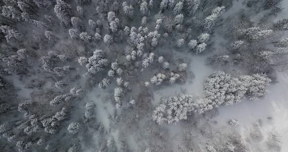 Beautiful aerial overhead snowy trees wide drone shot