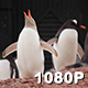 Rare Blond Penguin in Antarctica - VideoHive Item for Sale