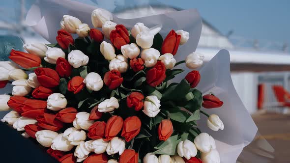 Red and White Tulips Combined in a Single Bouquet That Moves a Little Under the Wind