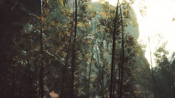 Green Bamboo Forest with Morning Sunlight