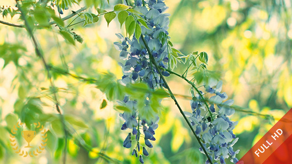 Blue Flowers