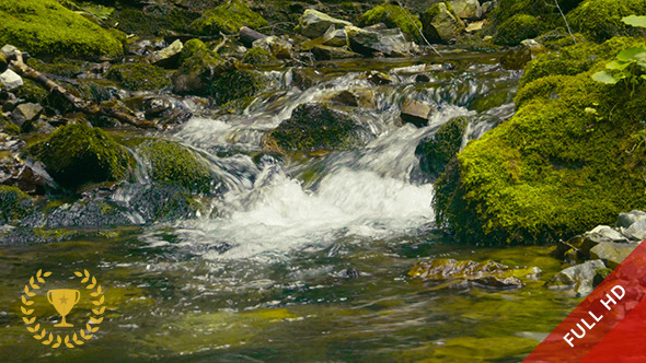 Water in the Forest