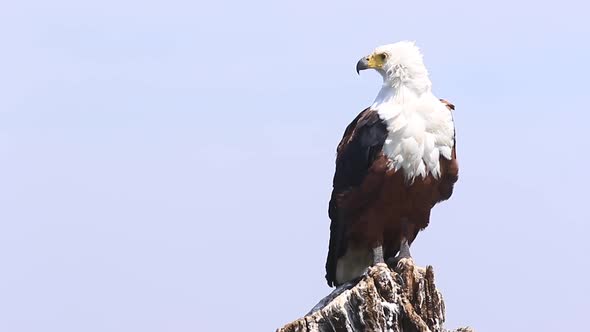 African Fish Eagle sits on stump perch, feathers ruffled by the wind