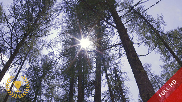 Pine Forest in Sunlight