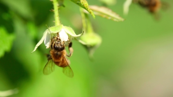 Bee On a Flower Raspberry