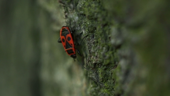 Red Beetle In Forest