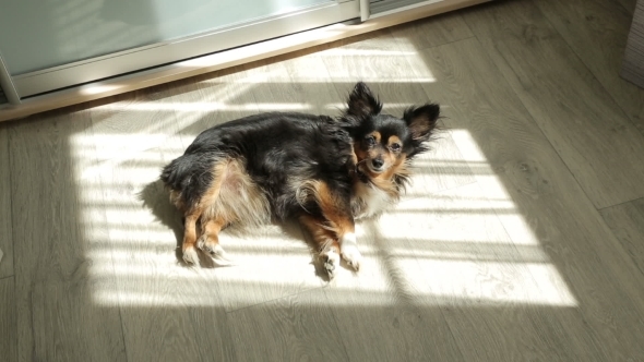 Toy Terrier Lying On The Sunshine