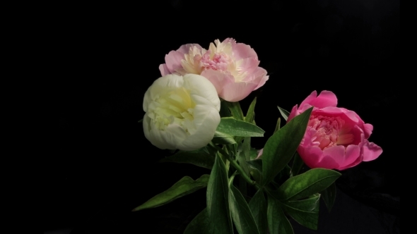 Peony Flowering 