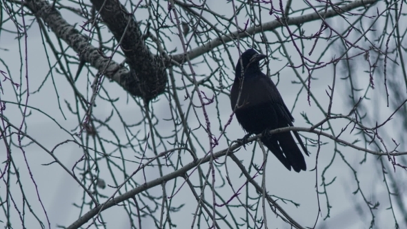 Raven On a Branch At Winter