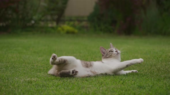 White Striped Domestic Cat Hunter Playing with a Mouse Toy in the Garden Laying on the Grass