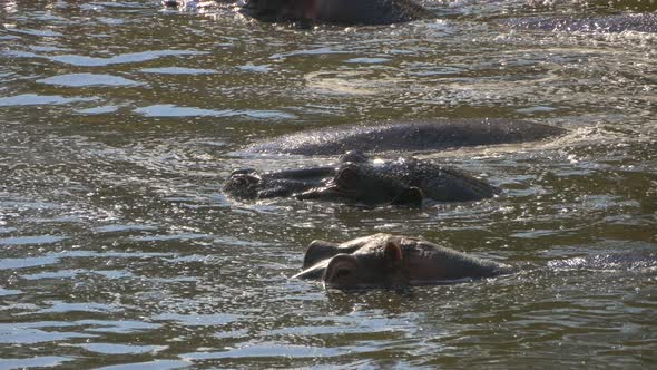 Hippos in Maasai Mara National Reserve