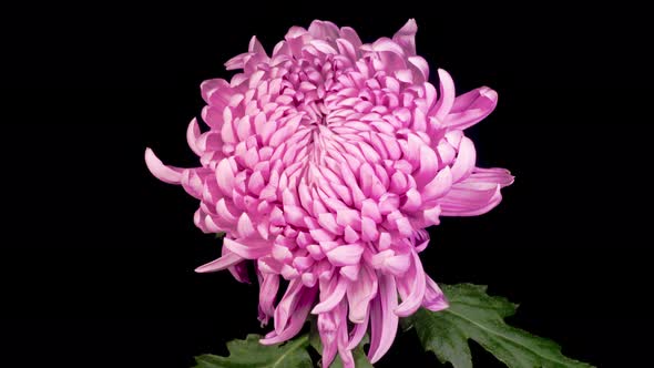 Beautiful Pink Chrysanthemum Flower Opening