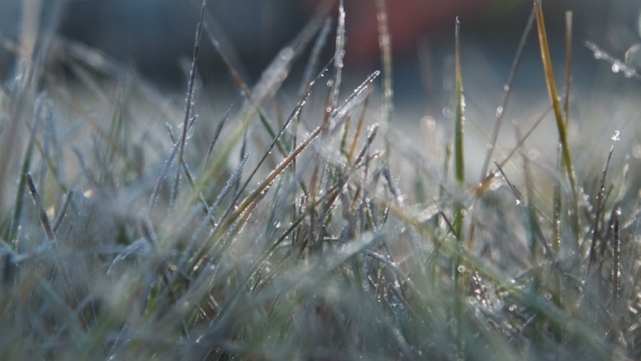 The Female Hand Touches To a Frosty Grass On a