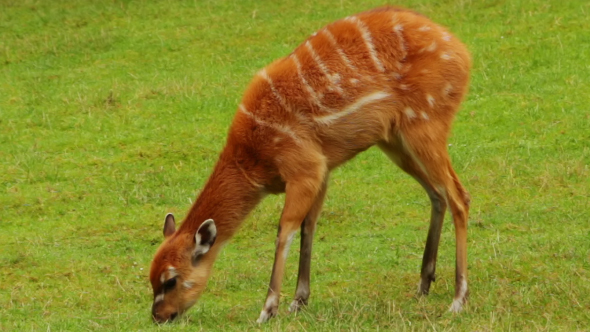 Calf Kudu Antelope