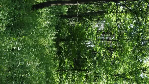 Vertical Video of Forest Landscape in Summer Slow Motion