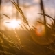 Grass Swaying In The Sunset - VideoHive Item for Sale