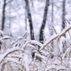 It Is Snowing In The Forest - VideoHive Item for Sale