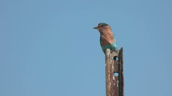 Indian Roller (Coracias Benghalensis)