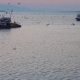 Fishing Trawlers Surrounded By Many Birds In The - VideoHive Item for Sale