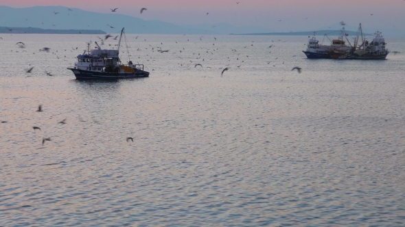 Fishing Trawlers Surrounded By Many Birds In The