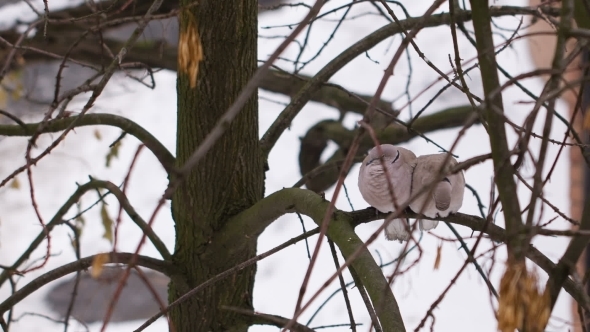 Couple Doves In Love