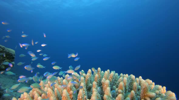 Underwater Seascape Blue Green Fish