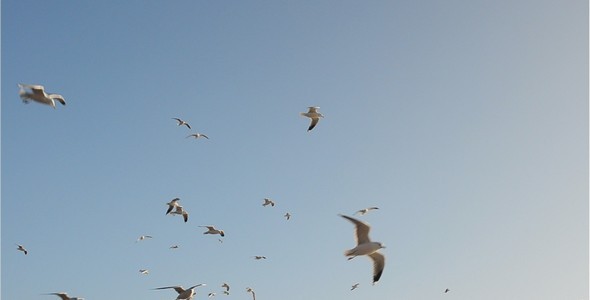 Seagulls 10