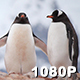 Penguins on a Mountain Top - VideoHive Item for Sale