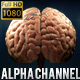 Realistic 3D Brain with Veins Animation  - VideoHive Item for Sale