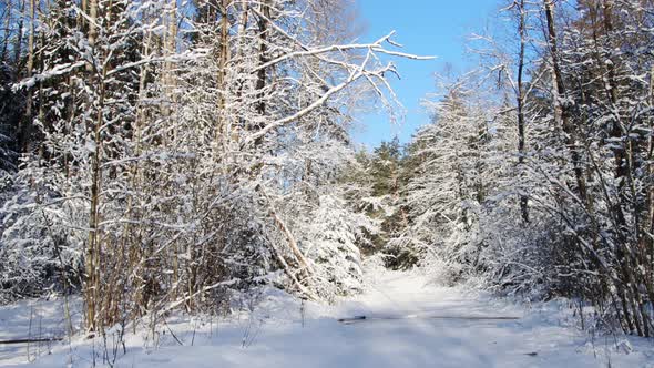Stream Flowing in the Winter Forest After a Snowfall