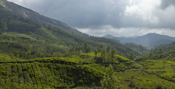 Clouds Over Tea Plantation