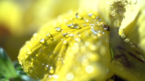 Dewdrops On a Yellow Flower