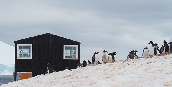 Speedy Penguin Colony at Antarctic Base