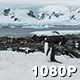 Penguin Colony at Paradise Bay - VideoHive Item for Sale