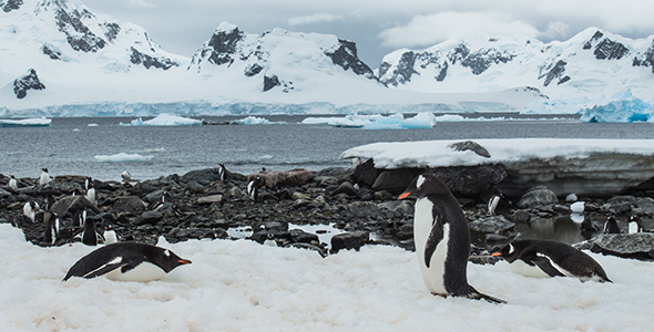 Penguin Colony at Paradise Bay