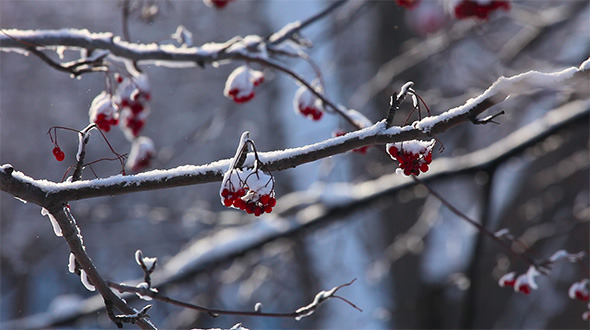 Snowy Ashberry