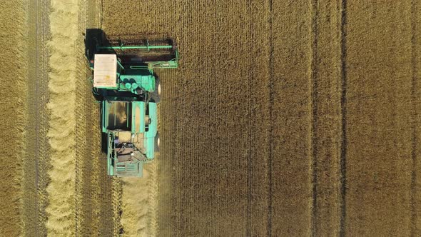 Aerial Drone Footage. Top View Combine Harvester Gathers the Wheat. Harvesting Grain Field