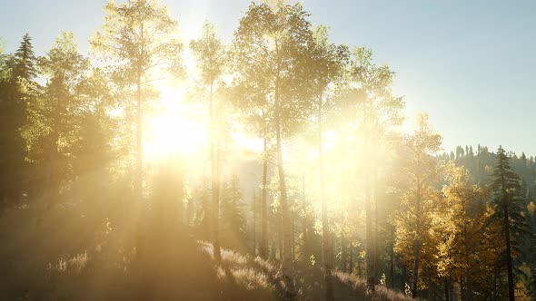 Sun Beams Through Trees