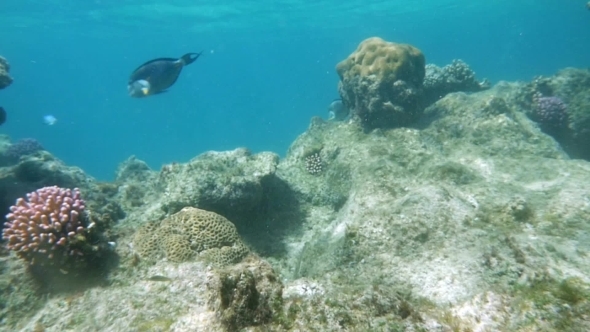 Coral Reef Dwellers In Red Sea