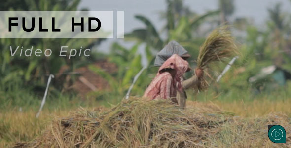 Rice Harvester Vigorous