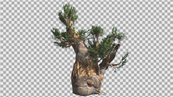 Bristlecone Pine Thick Tree Trunk Green Narrow alt