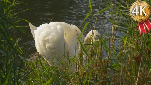 White Swan Benind The Green Reed Bird is Feeding
